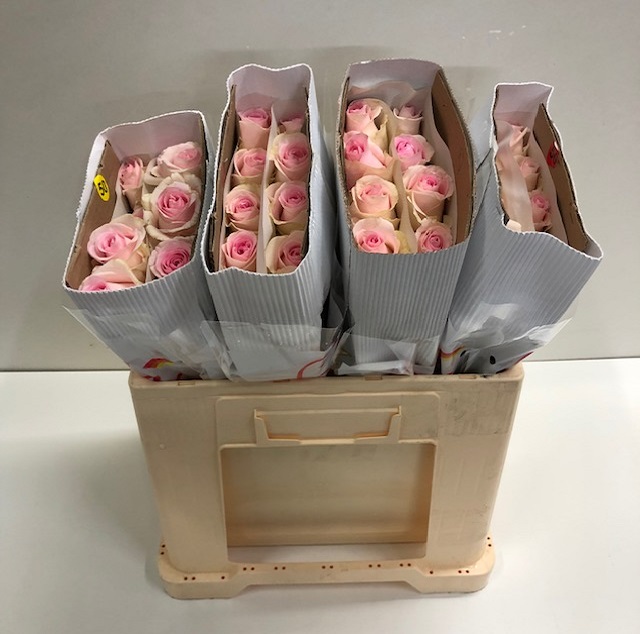 Rosa gr sweet revival SB.jpg